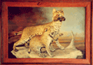 Bobcats