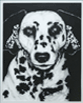 3 Dalmations