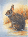 Rabbit #1