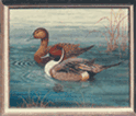 Pintain Ducks